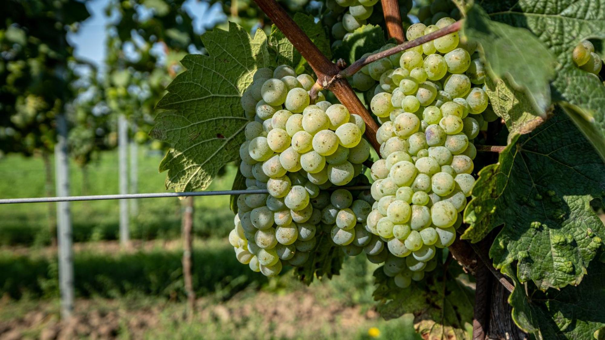 Penzion Pod Kravi Horou Bořetice Esterno foto